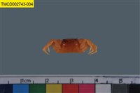 藏品(雙扇股窗蟹)的圖片